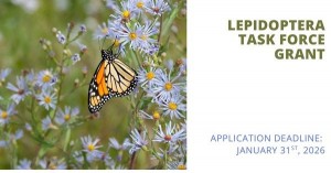 Image of monarch butterfly on asters